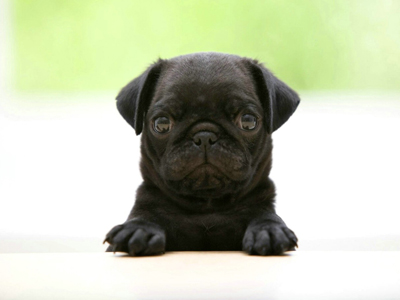 1449727202571471.jpg animal_hd_fun_animals_1920x1200_1867_3.jpg