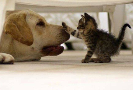 猫咪狗狗.jpg