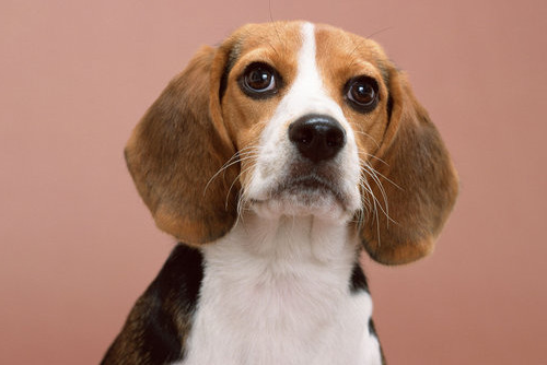 1466395474218479.png 比格犬1.png
