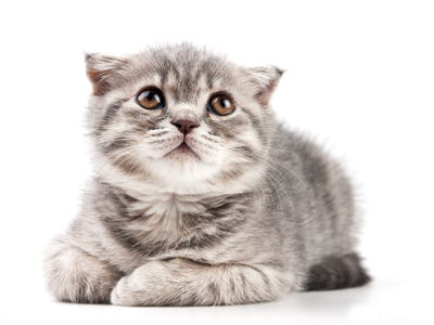 1466750078333904.jpg 猫咪.jpg