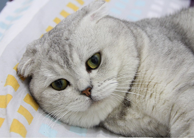 1470819010481587.png 英短猫咪.png