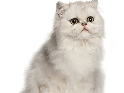 1473753050951785.jpg 波斯猫4.jpg