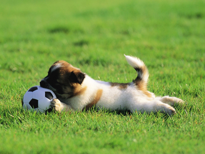 1476770293631438.jpg animal_mx069_pretty_puppies_puppy_garden_adventure_15239_18.jpg