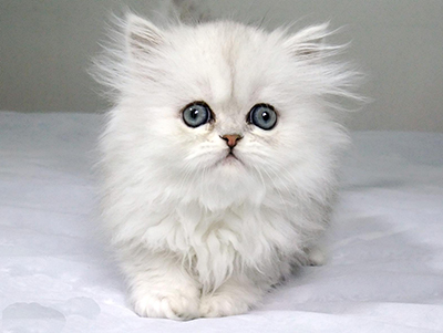 1478069315593246.jpg 波斯猫1.jpg