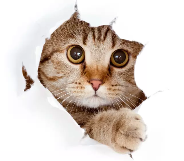 1487663849437746.png 1487388031(1).png